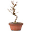 Acer buergerianum, 18,5 cm, ± 8 Jahre alt