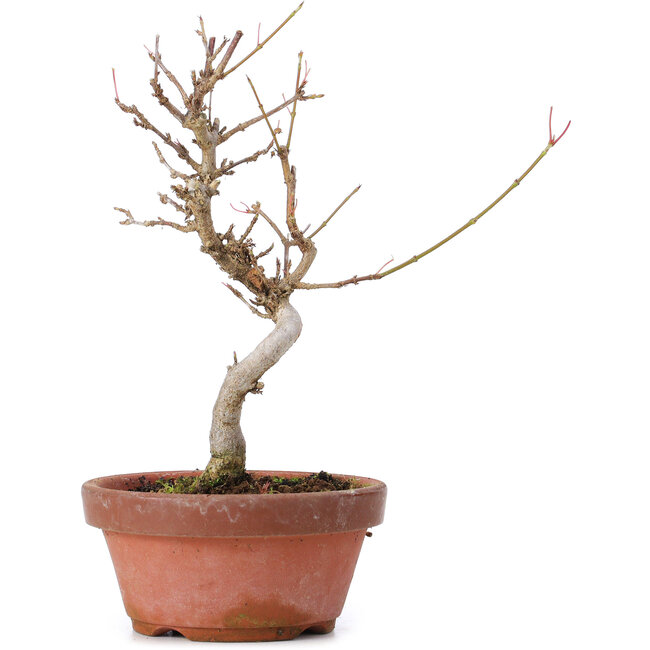 Acer buergerianum, 18,5 cm, ± 8 jaar oud