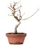 Acer buergerianum, 18,5 cm, ± 8 Jahre alt