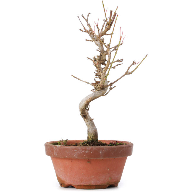 Acer buergerianum, 18,5 cm, ± 8 ans
