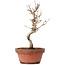 Acer buergerianum, 18,5 cm, ± 8 ans