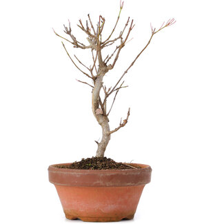 Acer buergerianum, 18 cm, ± 8 anni