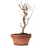 Acer buergerianum, 18 cm, ± 8 jaar oud
