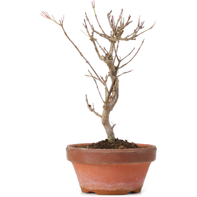 Acer buergerianum, 18 cm, ± 8 anni