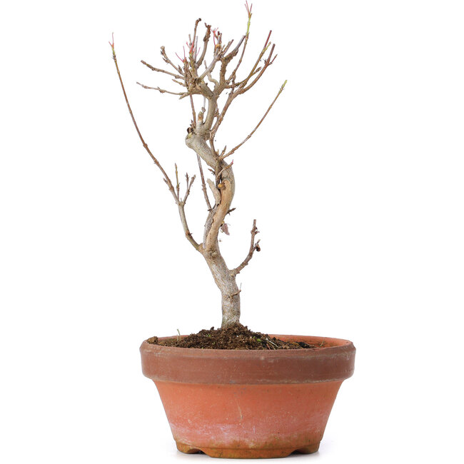 Acer buergerianum, 18 cm, ± 8 years old