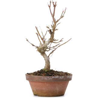 Acer buergerianum, 17,5 cm, ± 8 anni