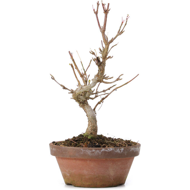Acer buergerianum, 17,5 cm, ± 8 jaar oud