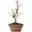 Acer buergerianum, 17,5 cm, ± 8 Jahre alt