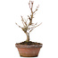 Acer buergerianum, 17,5 cm, ± 8 years old