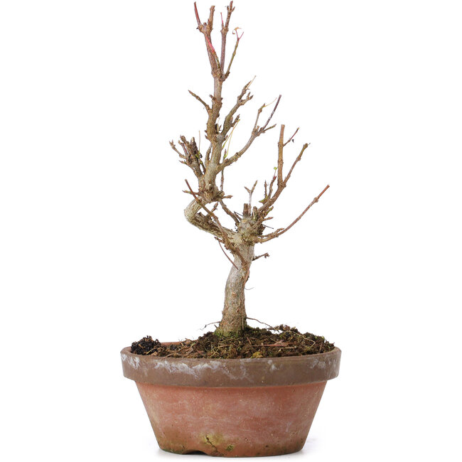 Acer buergerianum, 17,5 cm, ± 8 anni