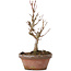 Acer buergerianum, 17,5 cm, ± 8 Jahre alt