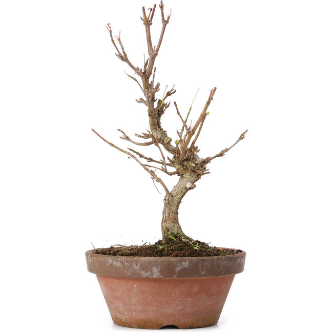 Acer buergerianum, 17,5 cm, ± 8 ans