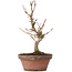 Acer buergerianum, 17,5 cm, ± 8 ans
