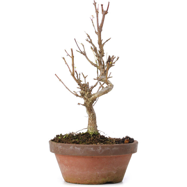 Acer buergerianum, 17,5 cm, ± 8 years old