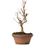 Acer buergerianum, 17,5 cm, ± 8 ans