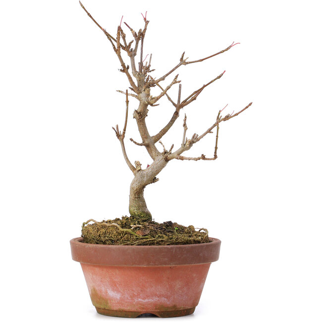 Acer buergerianum, 16,5 cm, ± 8 anni