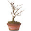 Acer buergerianum, 16,5 cm, ± 8 Jahre alt