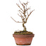 Acer buergerianum, 16,5 cm, ± 8 Jahre alt