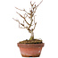 Acer buergerianum, 16,5 cm, ± 8 Jahre alt