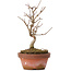 Acer buergerianum, 16,5 cm, ± 8 years old