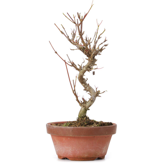 Acer buergerianum, 17,5 cm, ± 8 ans