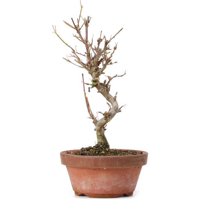 Acer buergerianum, 17,5 cm, ± 8 jaar oud