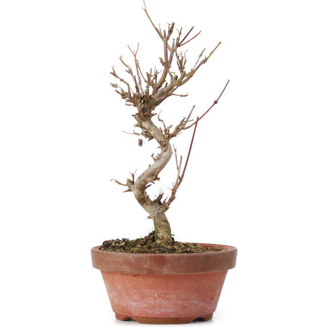 Acer buergerianum, 17,5 cm, ± 8 jaar oud