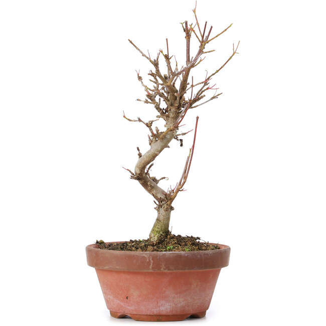 Acer buergerianum, 17,5 cm, ± 8 jaar oud