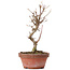 Acer buergerianum, 17,5 cm, ± 8 ans