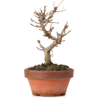 Acer buergerianum, 15 cm, ± 8 años