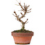 Acer buergerianum, 15 cm, ± 8 years old