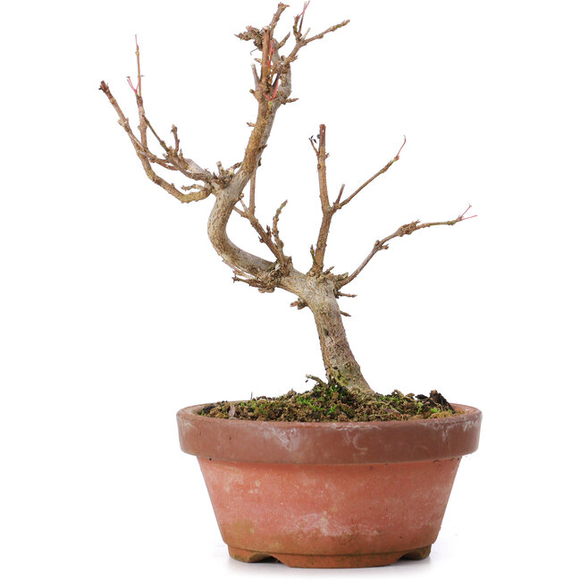 Acer buergerianum, 15 cm, ± 8 años