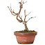 Acer buergerianum, 15 cm, ± 8 años