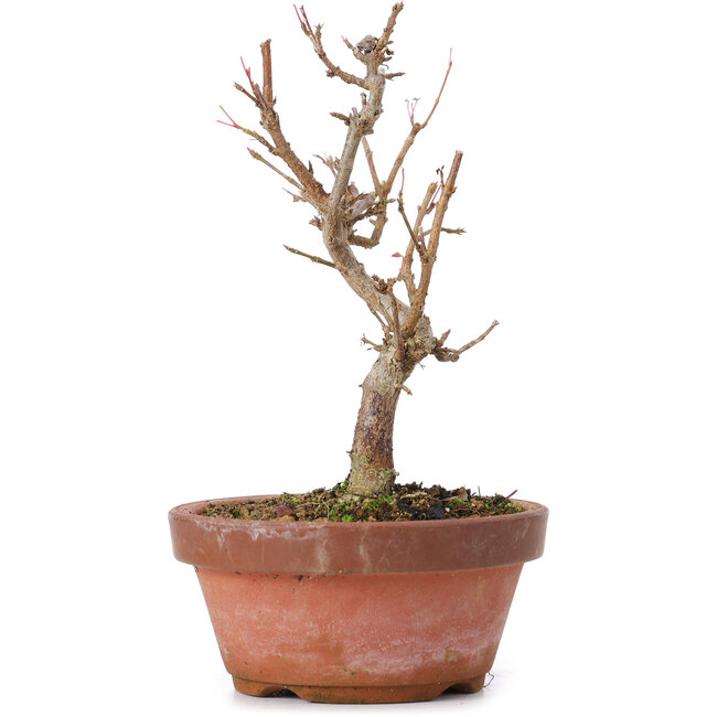 Acer buergerianum, 15 cm, ± 8 ans
