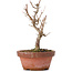 Acer buergerianum, 15 cm, ± 8 años