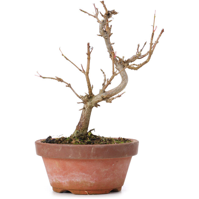 Acer buergerianum, 15 cm, ± 8 years old