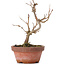 Acer buergerianum, 15 cm, ± 8 años