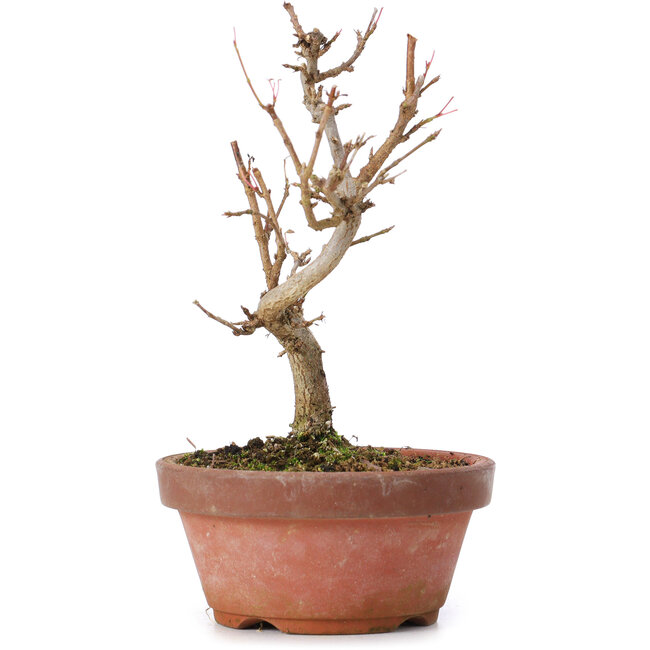 Acer buergerianum, 15 cm, ± 8 jaar oud