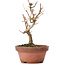 Acer buergerianum, 15 cm, ± 8 años