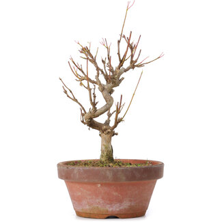 Acer buergerianum, 17,5 cm, ± 8 anni