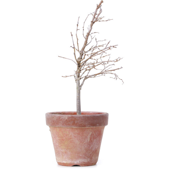 Zelkova serrata, 18,5 cm, ± 5 años