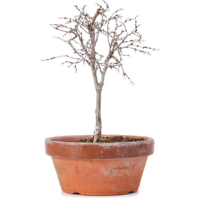 Zelkova serrata, 15 cm, ± 5 Jahre alt