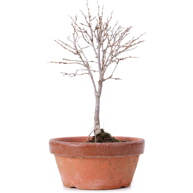 Zelkova serrata, 17 cm, ± 5 Jahre alt