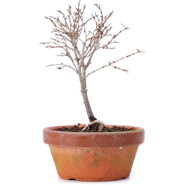 Zelkova serrata, 15 cm, ± 5 Jahre alt