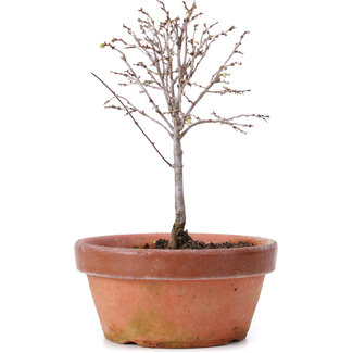 Zelkova serrata, 14,5 cm, ± 5 anni