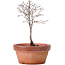 Zelkova serrata, 14,5 cm, ± 5 years old