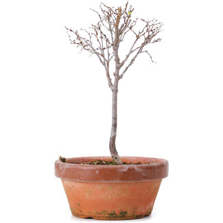 Zelkova serrata, 16,5 cm, ± 5 Jahre alt