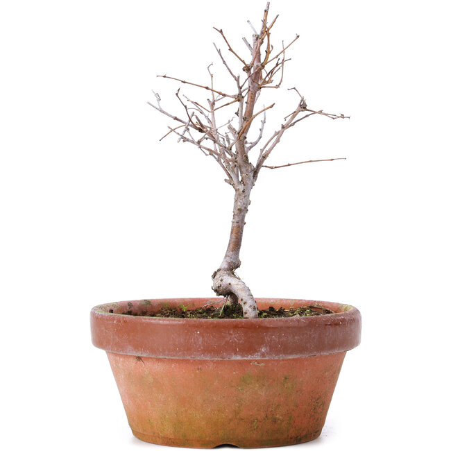 Zelkova serrata, 13 cm, ± 5 jaar oud