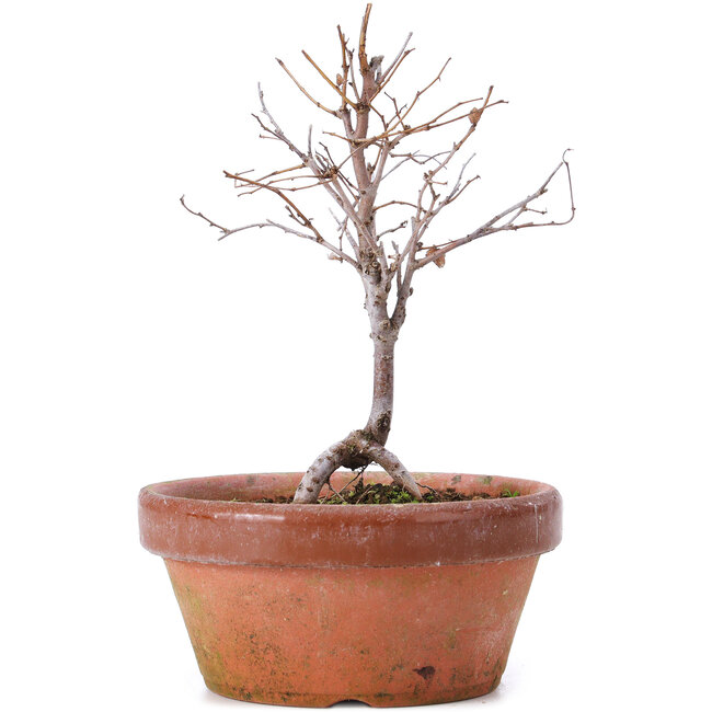 Zelkova serrata, 13 cm, ± 5 ans