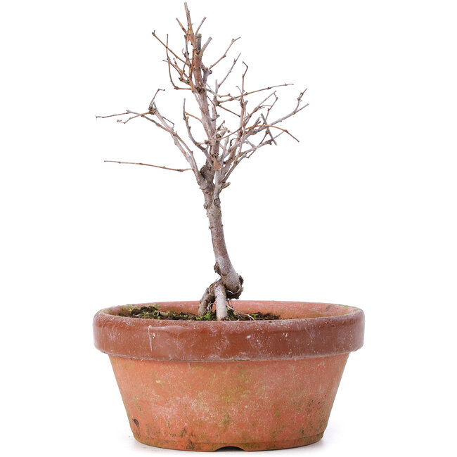 Zelkova serrata, 13 cm, ± 5 ans